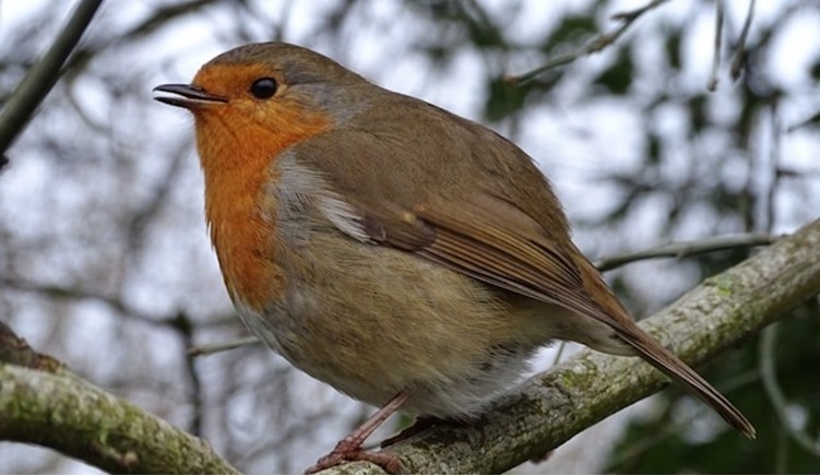 Bird Seed Stocking Fillers