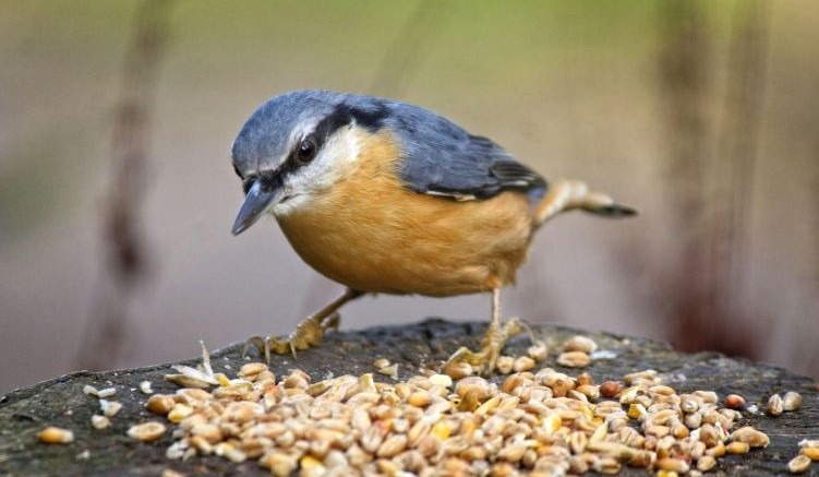 About Nuthatches