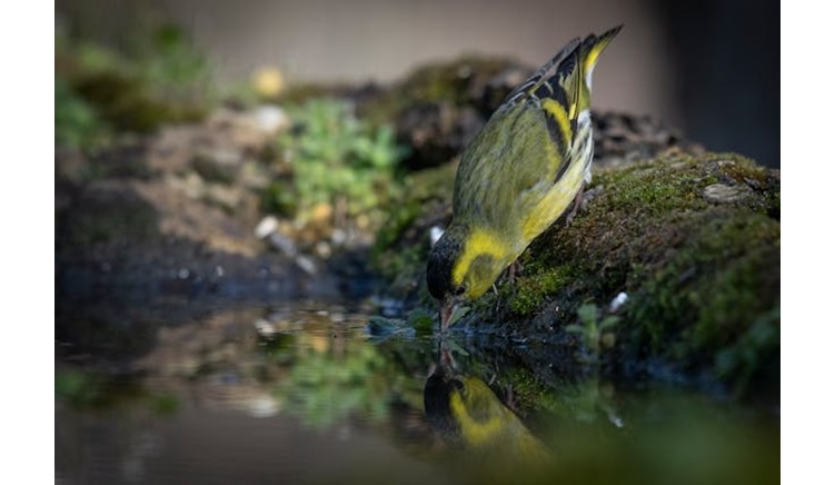 About Siskins