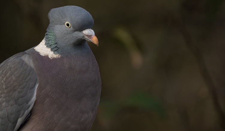Pigeon Food from Street End Farm