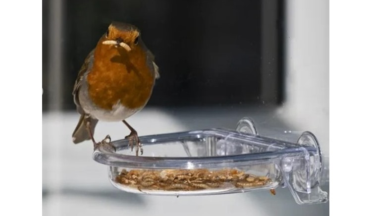 Why Are Mealworm Feeders for Small Birds Important?