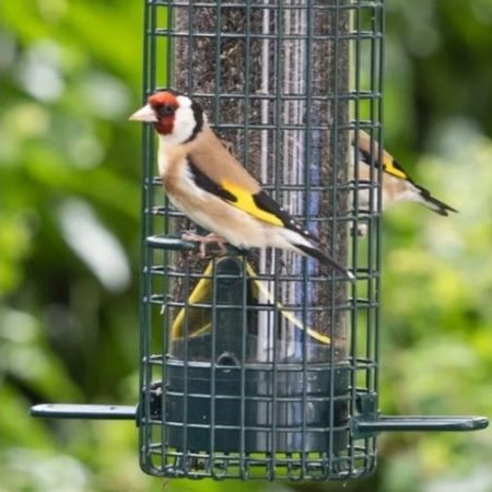 Squirrel Buster™ Finch
