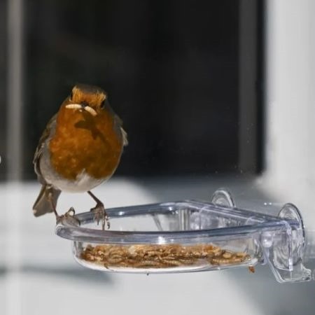 I Love Robins Window Treat Tray