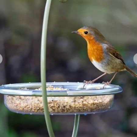 I Love Robins® Easy-clean Hanging Treat Dish
