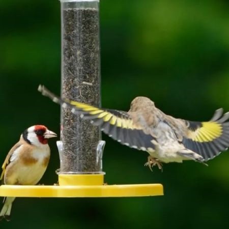 Goldfinch Taster Feeder
