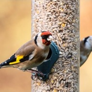 Bird Feeders