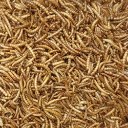 Dried Mealworms