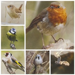Pack of 6 Mixed Cards Featuring Lovely Birds