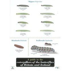 Field Guide to Caterpillars