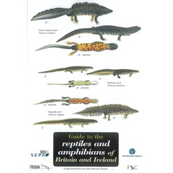 Field Guide to Reptiles and Amphibians of Britain and Ireland