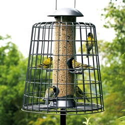 Adventurer Bird Seed Feeder with Guardian
