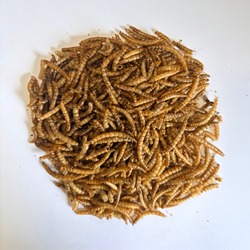 Dried Mealworms 