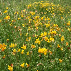Acid Soil Wildflower Mixture