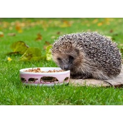Myrte Hedgehog Bowl