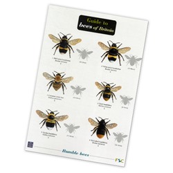 Field Guide to Bees of Britain