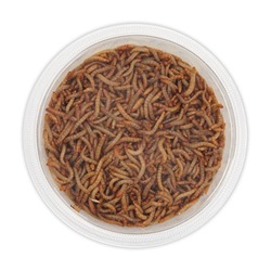 Live Mini Mealworms