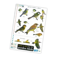 Field Guide to the 'Top 50' Garden Birds