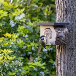 Calgary Peanut Butter Feeder