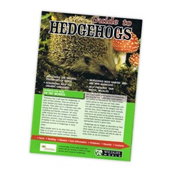 Field Guide to Hedgehogs