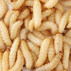 Live Waxworms