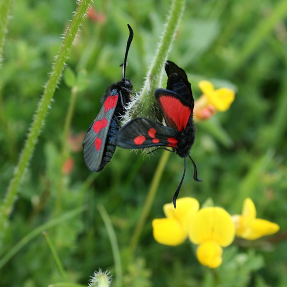Heavy/Damp Soil 100% Wildflower Mixture