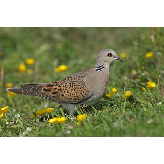 Turtle Dove Mix