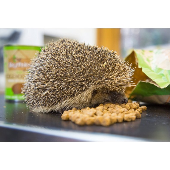 hedgehog eating brambles crunchy hedgehog food