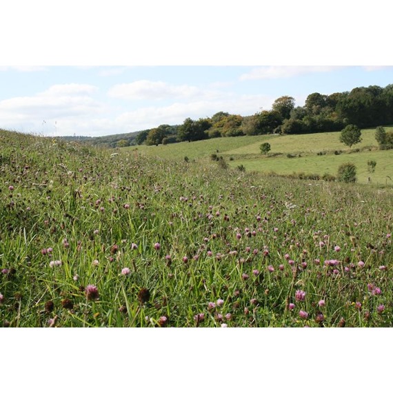 Old English Meadow Mixture 100%