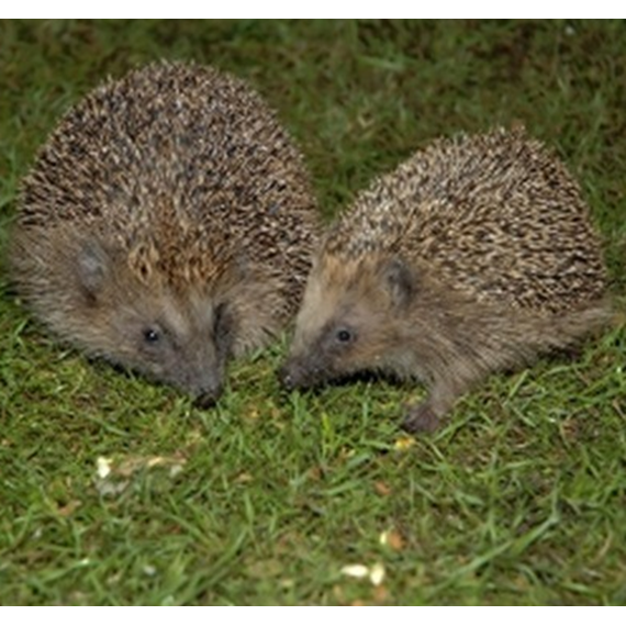 Spike's Hedgehog Foods