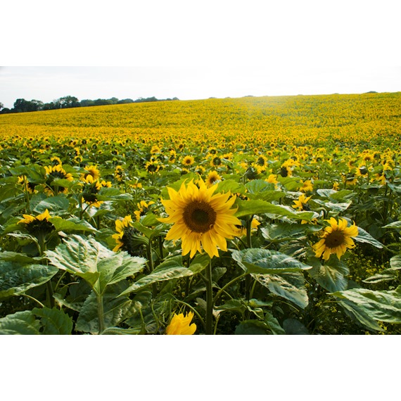 Sunflower for harvesting black sunflower seeds