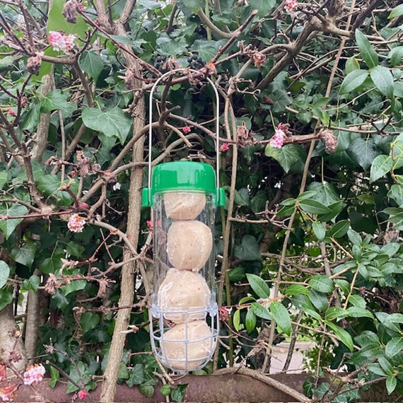 Get Set Go™ Suet Ball Feeder