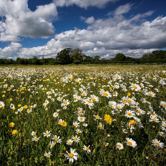 Heavy Soil 100% Wildflower Mixture