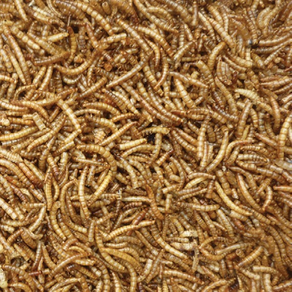 Dried mealworms for birds