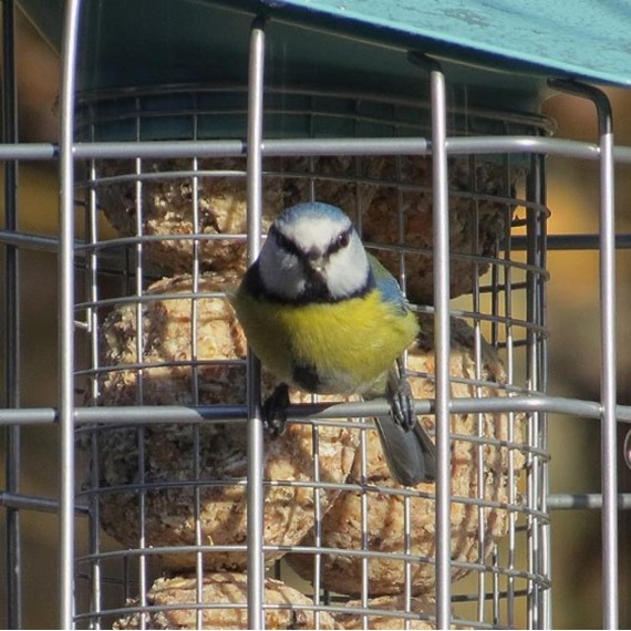 Nuttery Hexihaus Fatball/Suet Cake Feeder