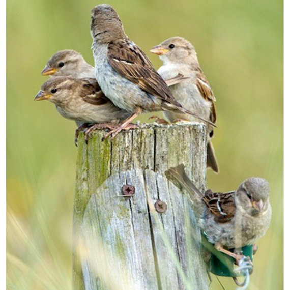 High Energy Fledgling Mix™ 