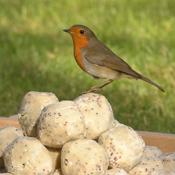Robin perched on super suet fat balls for birds