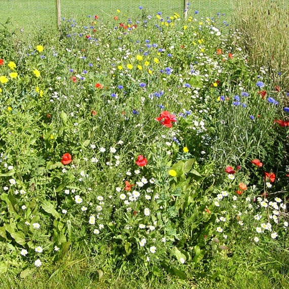 Universal Wildflower Mixture 