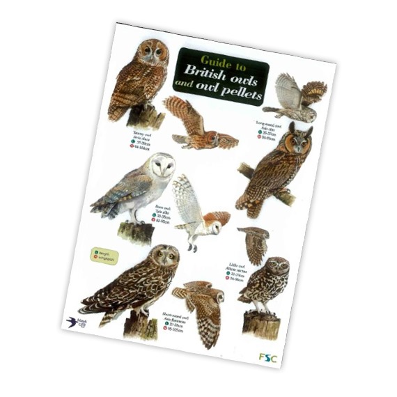 Field Guide to British Owls and Owl Pellets