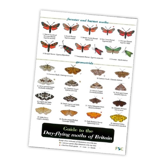Field Guide to the Day-Flying Moths of Britain