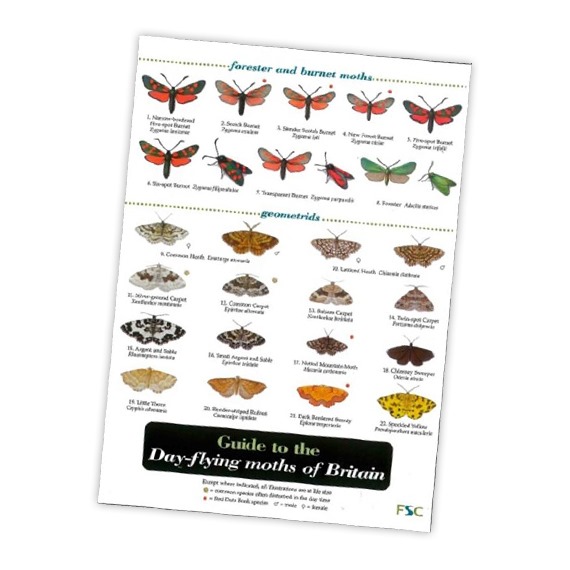 Guide to the Day-Flying Moths of Britain