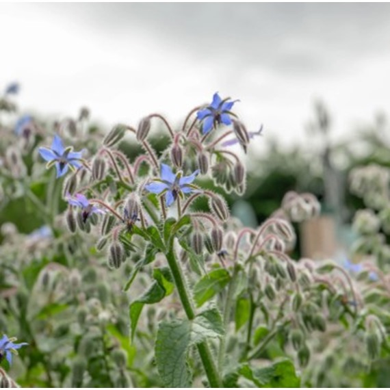 Natures Haven Easy Wildflowers