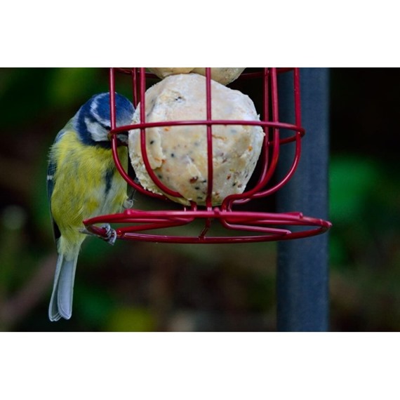 Blue tit eating fat balls for birds