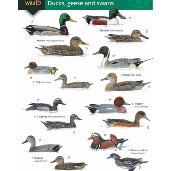Ducks, geese and swans guide