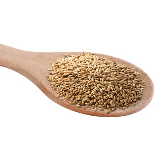 canary seed