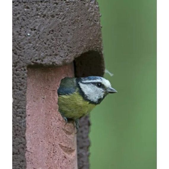 The Official 1B Nestbox