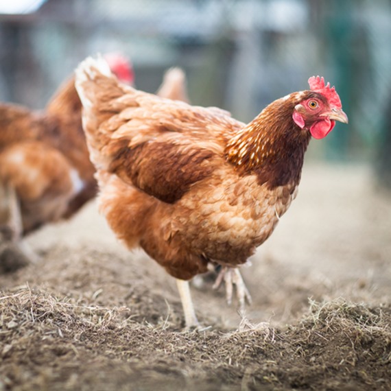 Layers Pellets for Hens