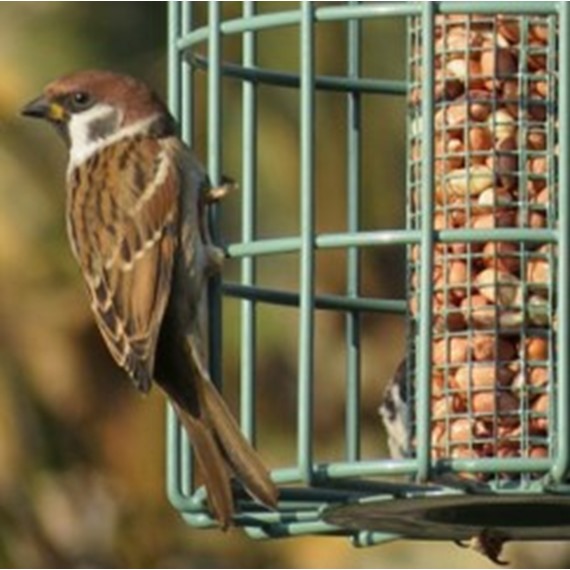 Nuttery Original Compact Peanut Feeder
