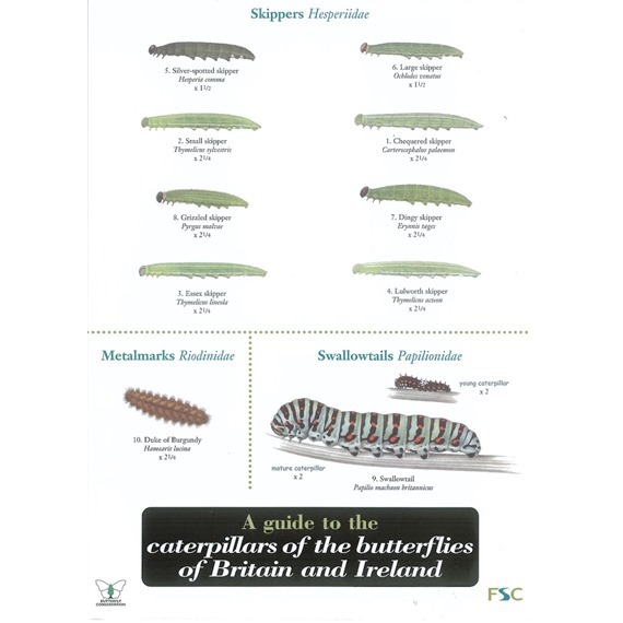 Field Guide to Caterpillars