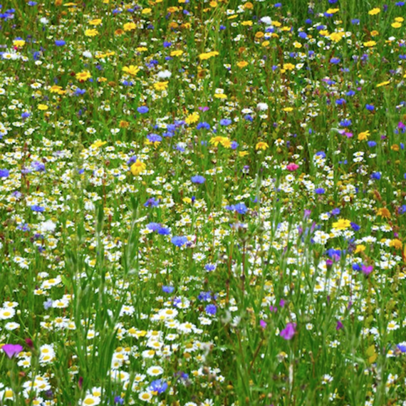 Cornfield Annuals 100% Wildflower Seeds