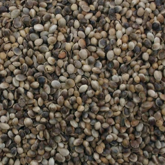 Hemp Seed For Birds